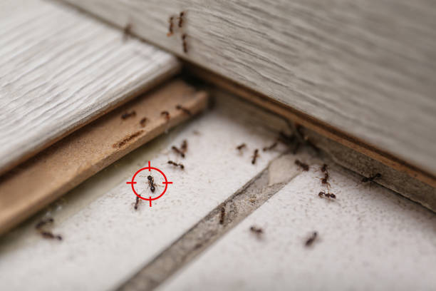 Spider Control Near Me in Aviston, IL