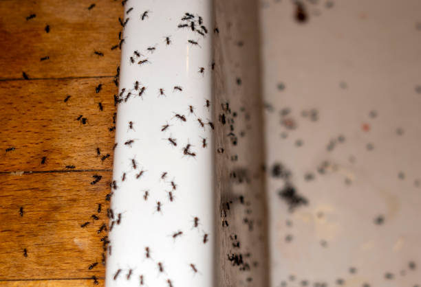 Best Mosquito Control Services  in Aviston, IL