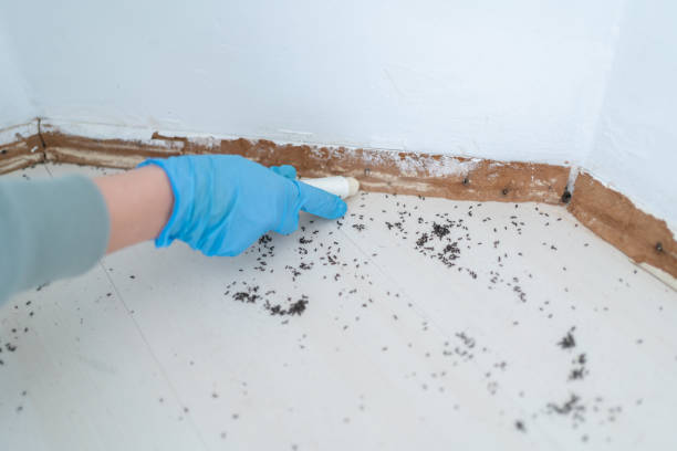 Best Flea Control Services  in Aviston, IL